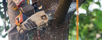 Reliable Madison, OH Tree Removal Solutions