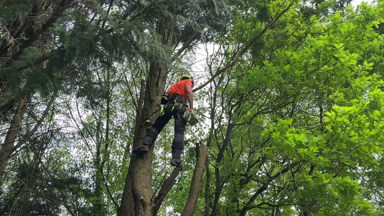 How Our Tree Care Process Works  in  Madison, OH